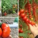 A stropit roșiile și castraveții cu acest amestec și nu au mai fost niciodată atacate de boală!