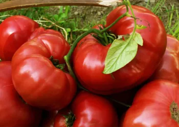 Ce se întâmplă dacă mâncăm roșii în fiecare zi