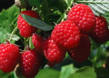 Cum să obțineți o recoltă bogată de zmeură