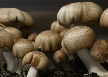 Ciuperca lui Dumnezeu, ciuperca binefăcătoare care s-a dovedit că vindeca tumorile și cancerul