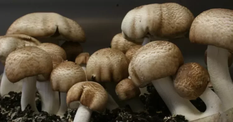 Ciuperca lui Dumnezeu, ciuperca binefăcătoare care s-a dovedit că vindeca tumorile și cancerul