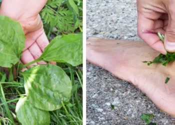 Toți românii o calcă în picioare, însă este cel mai bun tratament de pe planetă!