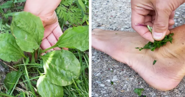 Toți românii o calcă în picioare, însă este cel mai bun tratament de pe planetă!