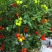 Efectele uluitoarea pe care le au fructele și legumele care cresc în serele fără pământ asupra organismului nostru. Nu o să îți vine a crede