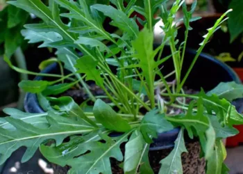 Cea mai sănătoasă salată verde, este o bombă de vitamine și minerale