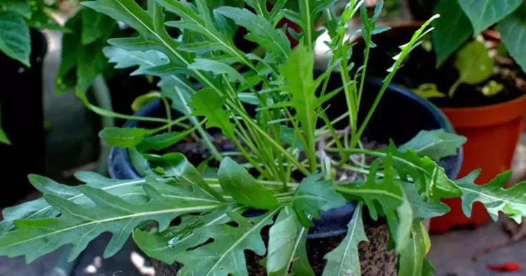 Cea mai sănătoasă salată verde, este o bombă de vitamine și minerale