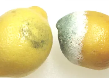 A mucegăit un fruct. Tăiem partea bolnavă şi consumăm rapid restul ? Cât de sigur este acest obicei pe care îl au mulţi oameni