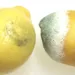 A mucegăit un fruct. Tăiem partea bolnavă şi consumăm rapid restul ? Cât de sigur este acest obicei pe care îl au mulţi oameni