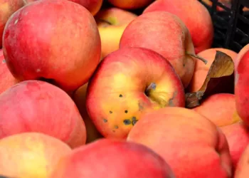 De ce fac merele viermi? Uite cum poți avea o recoltă sănătoasă în cel mai eficient mod