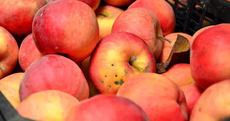 De ce fac merele viermi? Uite cum poți avea o recoltă sănătoasă în cel mai eficient mod