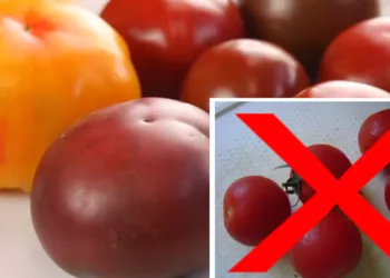 Cum păstrezi roșiile proaspete mai mult timp. Iată un truc genial dezvăluit de un celebru bucătar