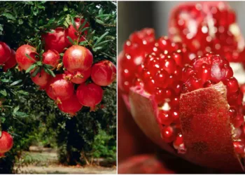 Combinație miraculoasă pentru sănătate plină de vitamine și nutrienți. Iată ce au demonstrat specialiștii despre beneficiile rodiei