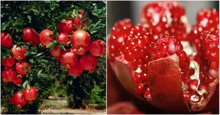 Combinație miraculoasă pentru sănătate plină de vitamine și nutrienți. Iată ce au demonstrat specialiștii despre beneficiile rodiei