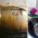 Cum să curățăm tigăile și oalele arse sau uitate pe aragaz! Un truc util și natural care ne protejează de chimicalele din detergenții de vase