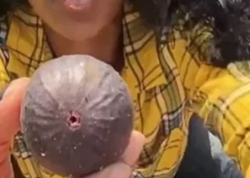 Nu o sa mai mananci niciodata smochine după ce o sa vezi asta! Te-ai uitat vreodată cu atenție la miezul lor?