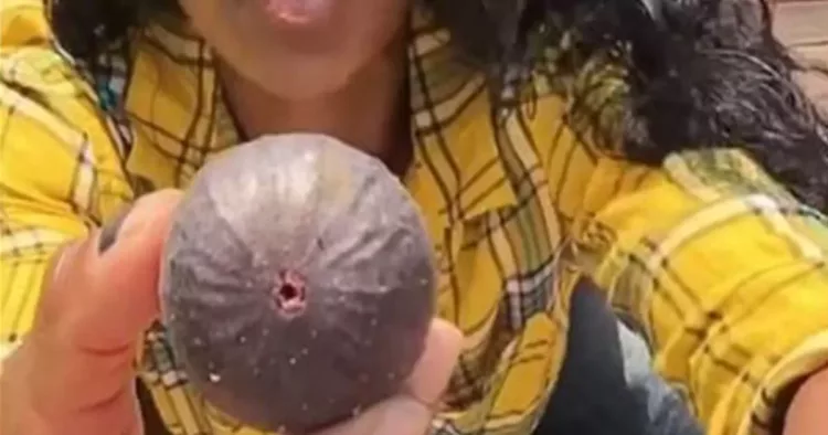 Nu o sa mai mananci niciodata smochine după ce o sa vezi asta! Te-ai uitat vreodată cu atenție la miezul lor?