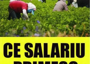 Fermele din Germania care angajeaza romani la cules de sparanghel! Salariu pe ora sau kilogram