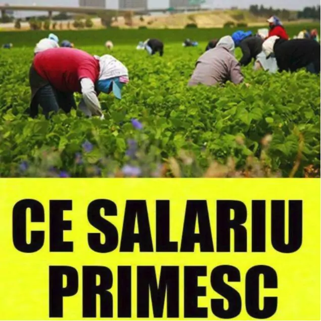 Fermele din Germania care angajeaza romani la cules de sparanghel! Salariu pe ora sau kilogram