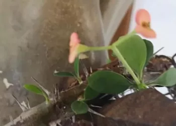 În plină pandemie de coronavirus a apărut o minune! Coroana de spini a Mântuitorului Iisus Hristos a înflorit