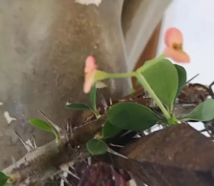 În plină pandemie de coronavirus a apărut o minune! Coroana de spini a Mântuitorului Iisus Hristos a înflorit