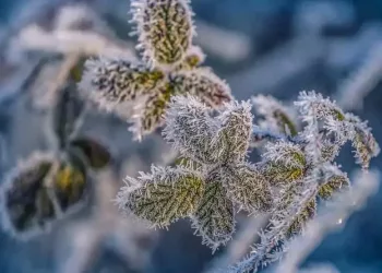 Sfaturi pentru întreținerea grădinii pe timp de iarnă