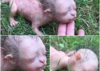 Creatură cu chip de om și corp de animal, care a terifiat un oraș. Ce este, de fapt:   Autoritățile au acționat după ce circula informația că a apărut o nouă specie