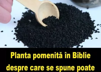 NU IGNORA! Planta pomenită în Biblie și în Coran despre care se spune poate vindeca orice boală: