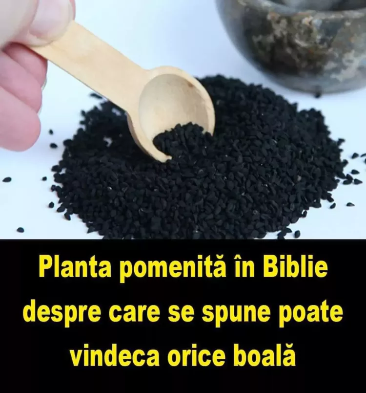 NU IGNORA! Planta pomenită în Biblie și în Coran despre care se spune poate vindeca orice boală: