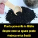 NU IGNORA! Planta pomenită în Biblie și în Coran despre care se spune poate vindeca orice boală: