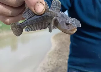Un pescar român a făcut valuri pe internet după o captură bizară: „Ce nație de pește e acesta?” Descoperirea este uluitoare: „Acum 50 de ani nu se prindeau decât pe litoral