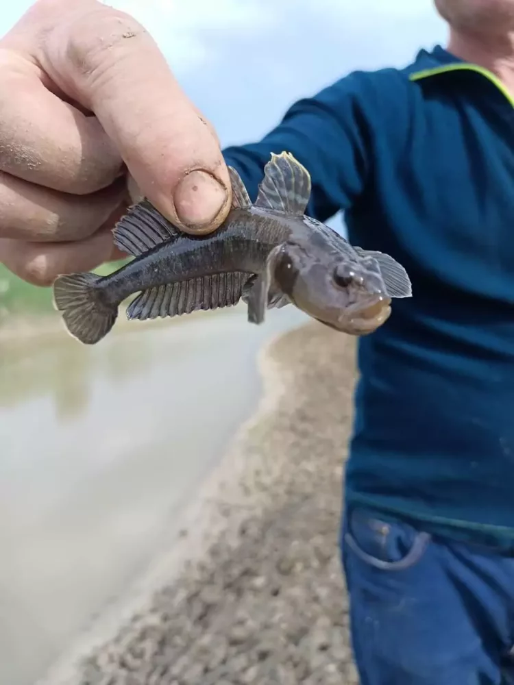 Un pescar român a făcut valuri pe internet după o captură bizară: „Ce nație de pește e acesta?” Descoperirea este uluitoare: „Acum 50 de ani nu se prindeau decât pe litoral