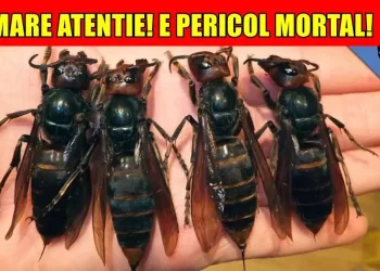 MARE ATENTIE! E PERICOL MORTAL! Cea mai periculoasa insecta din lume a aparut in Romania