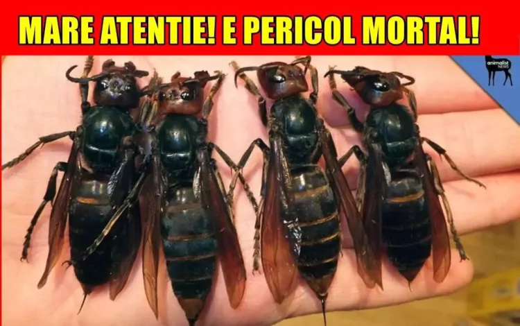 MARE ATENTIE! E PERICOL MORTAL! Cea mai periculoasa insecta din lume a aparut in Romania