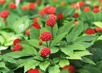 7 beneficii ale ginsengului