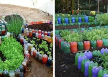 Folosirea sticlelor din plastic pentru crearea straturilor de legume – idei si fotografii inspirationale