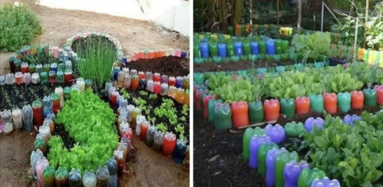 Folosirea sticlelor din plastic pentru crearea straturilor de legume – idei si fotografii inspirationale