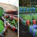 Folosirea sticlelor din plastic pentru crearea straturilor de legume – idei si fotografii inspirationale