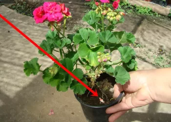 Cateva mici trucuri pentru florile din casa si gradina