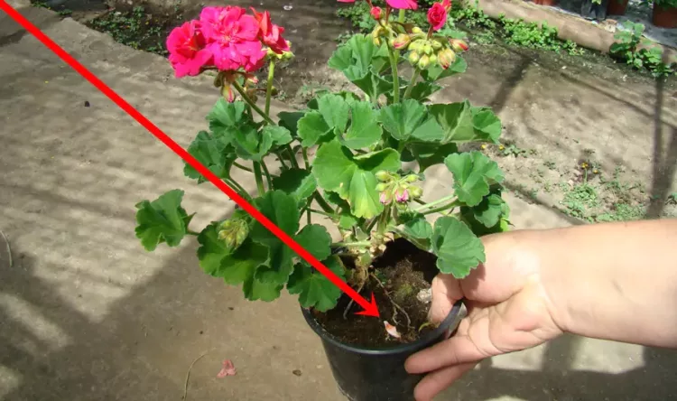 Cateva mici trucuri pentru florile din casa si gradina