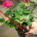 Cateva mici trucuri pentru florile din casa si gradina