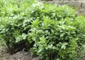 Cum se cultiva leușteanul, 5 sfaturi pentru o “tufă” adevărată. Sfaturi de la gradinari