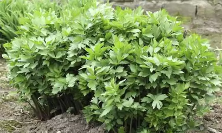 Cum se cultiva leușteanul, 5 sfaturi pentru o “tufă” adevărată. Sfaturi de la gradinari