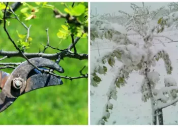 Iată cum salvăm pomii afectați de înghețurile târzii! Secretele tăierilor și lucrărilor utile care trebuie efectuate neapărat în această perioadă:
