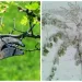 Iată cum salvăm pomii afectați de înghețurile târzii! Secretele tăierilor și lucrărilor utile care trebuie efectuate neapărat în această perioadă: