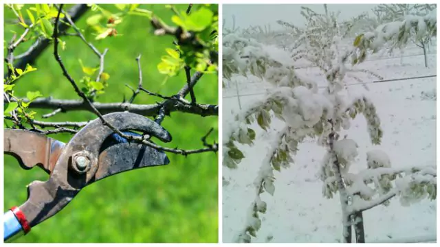 Iată cum salvăm pomii afectați de înghețurile târzii! Secretele tăierilor și lucrărilor utile care trebuie efectuate neapărat în această perioadă: