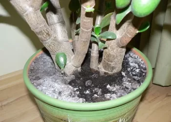 Cum poți lupta contra mucegaiului. Este cea mai eficienta metoda!