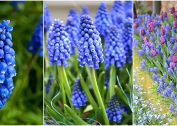 Cum se ingrijeste Zambila motata, floarea de o delicatete deosebita