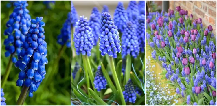 Cum se ingrijeste Zambila motata, floarea de o delicatete deosebita