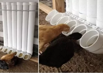 Cum facem o hranitoare pentru pasari – varianta simpla