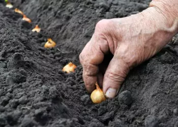 Grădina cu legume. Ce semănăm și plantăm în aprilie, mai și iunie